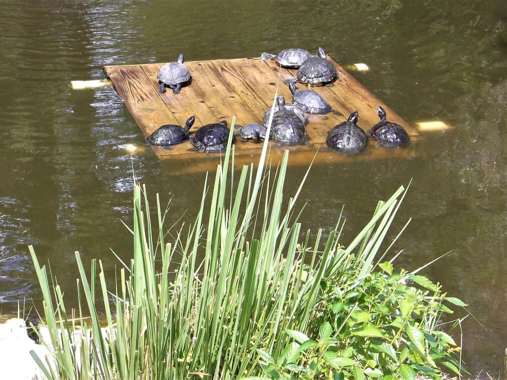Turtles at Park