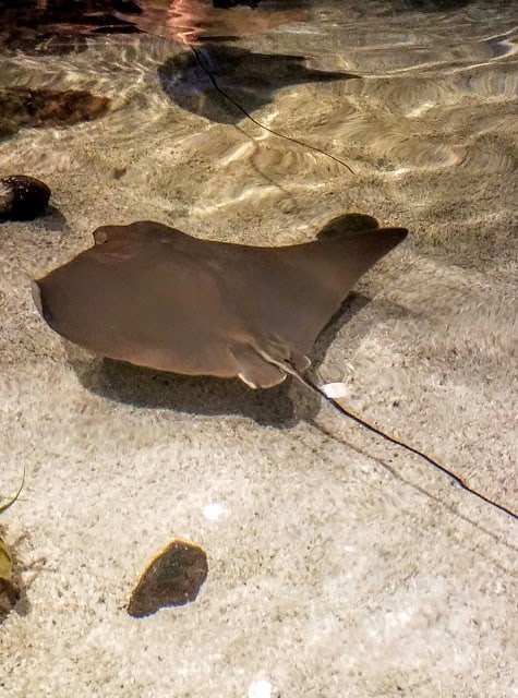 Stingray