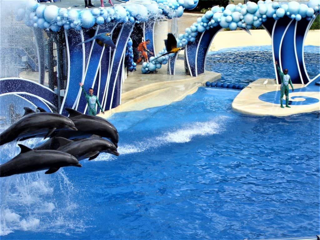 Dolphins at SeaWorld