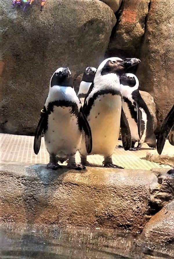 Penguins at the Science Center