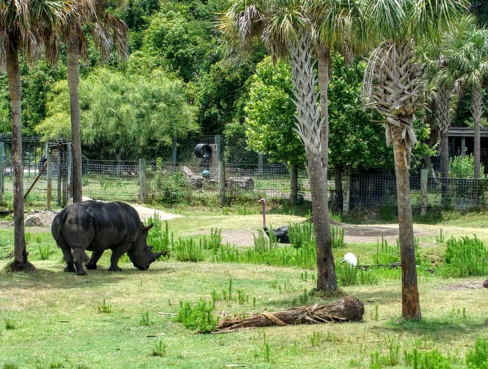 Rhino in the foreground with ostrich close by