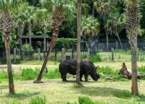 Rhino in foreground with ostrich close by