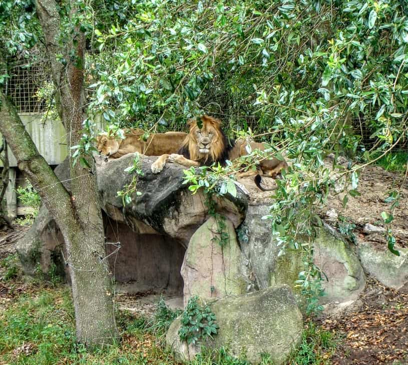 Lion is on top of rocks
