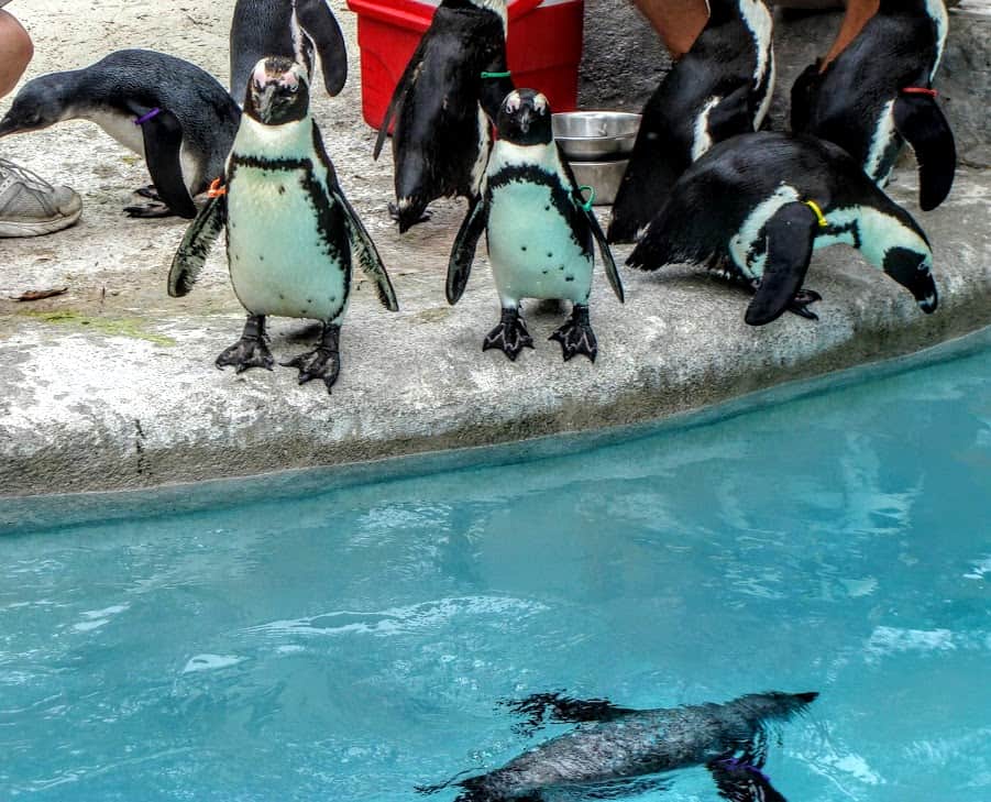Penguins swimming in their pool