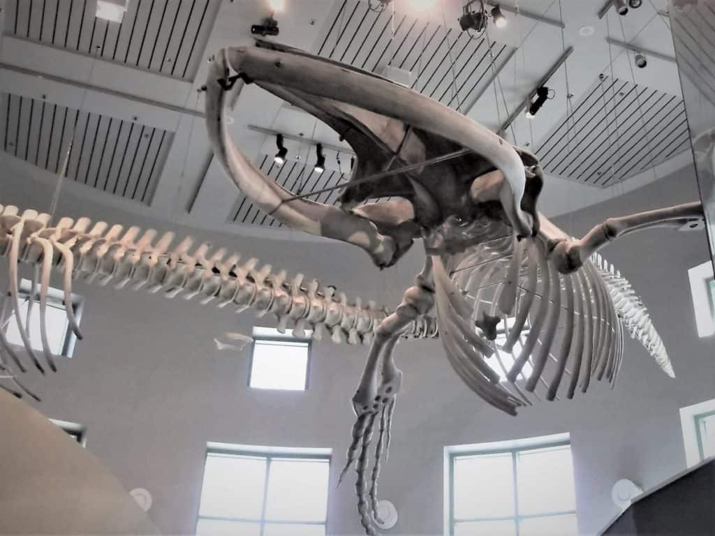 Whale Skeleton