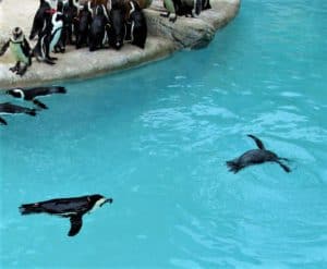 Penguins swimming