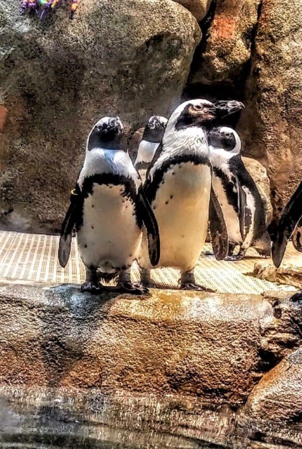 A pair of Penguins