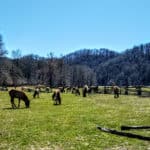 6 Fun Things to do in Cherokee NC