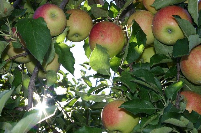 apples on the tree