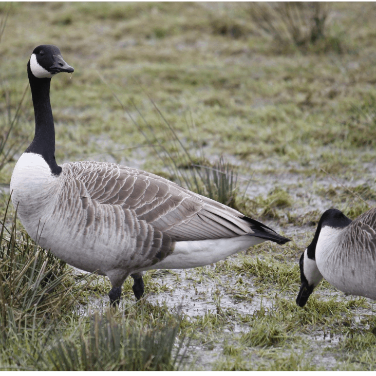 Canada Geese