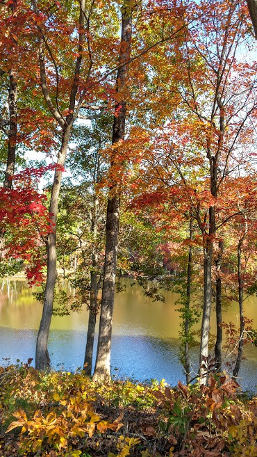 Fall Trees