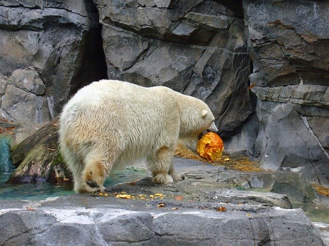 Polar Bear with Pumpkin