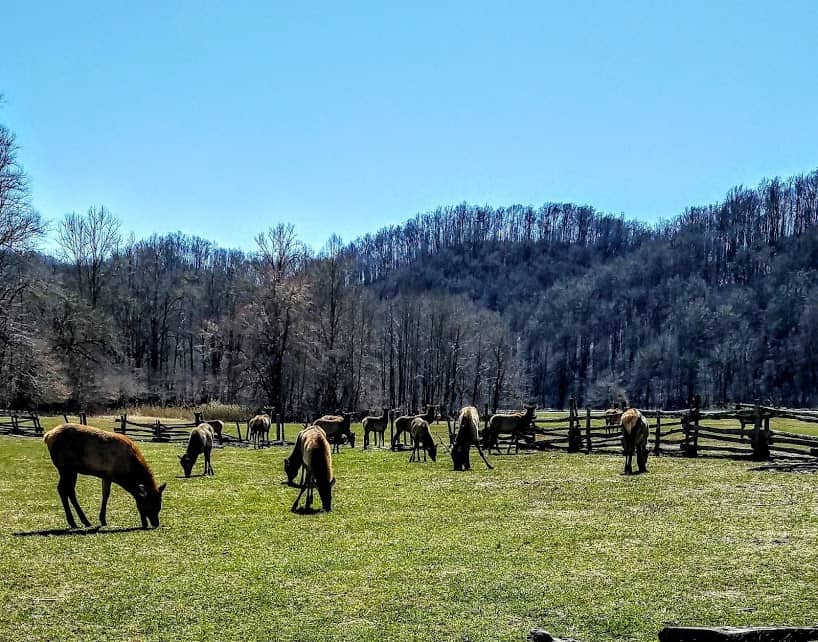 Elk grazing