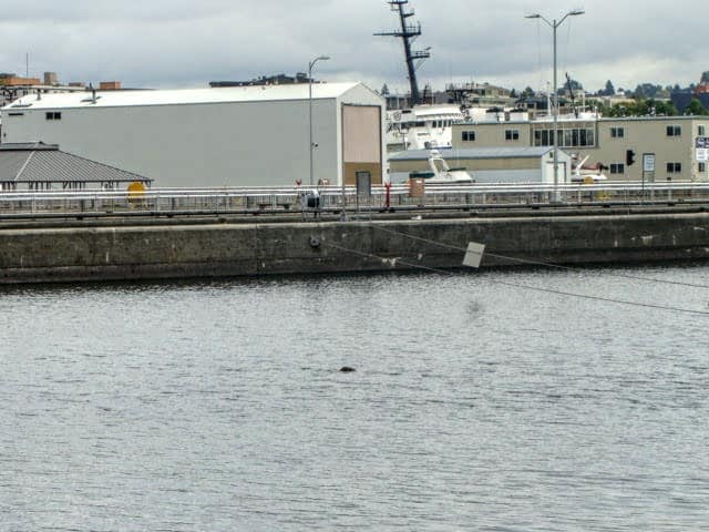 Seal at the Locks