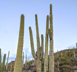 saguaro cactus